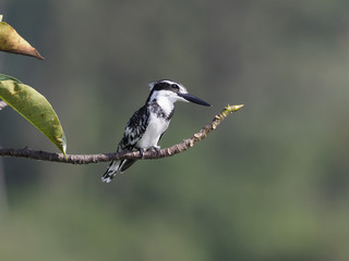 Pied kingfisher, Ceryle rudis