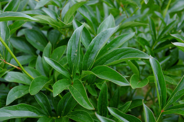 Obraz premium Paeonia, Lady Ann