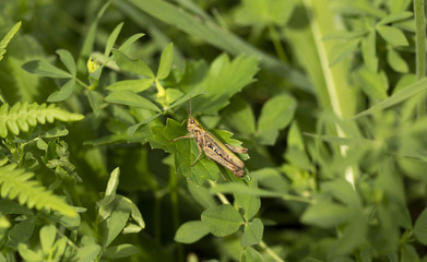 Heuschrecke Orthoptera