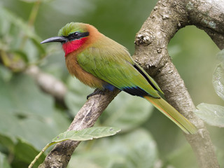 Red-throated bee-eater, Merops bulocki