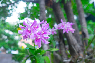 Obraz premium Beautiful orchid flower