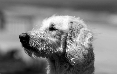 Cute Goldendoodle puppy background image in black and white
