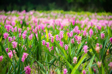 Pink flowers.Siam Tulip.Beautiful field of flower in National Park in Thailand.
