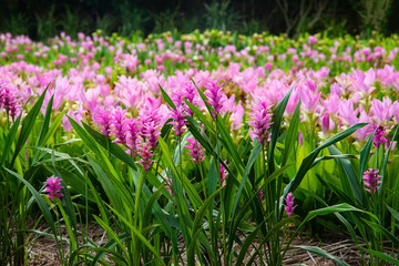 Pink flowers.Siam Tulip.Beautiful field of flower in National Park in Thailand.