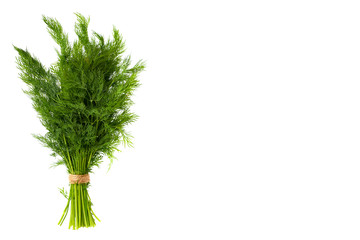 Fresh green dill isolated on the white background, studio macro image, copy space template.