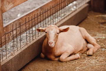Goat in pen on an ecological farm in mountains.