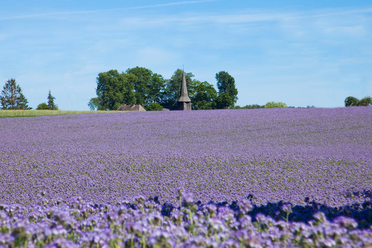 Facelia błękitna pole wiosna stary kości&oacute;ł