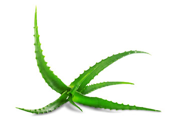 Naklejka premium Aloe vera sliced fresh leaf isolated on white background