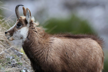 Obraz premium Gämse