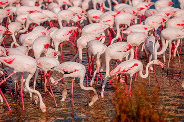 Naklejka premium Pink flamingos in sunset blue water lake. National park. Concept migration