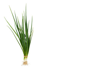 Fresh green organic onion isolated on the white background, copy space template