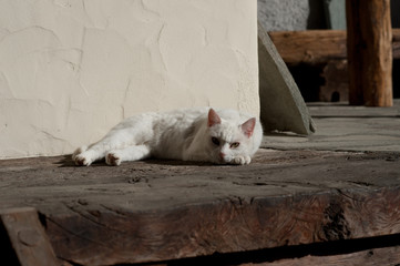 Cat looking