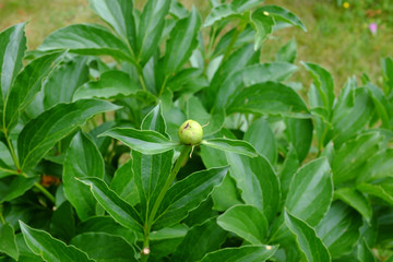 Obraz premium Paeonia, Jan van Leeuwen