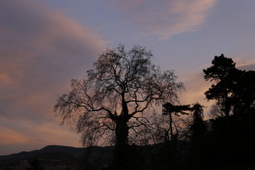 Árboles al atardecer