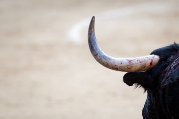 Bull in the ring