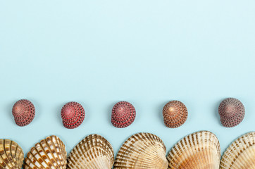 Flat lay concept of summer travel vacations, top view of seashells a on pastel blue background with copy space in minimal style, greeting card template