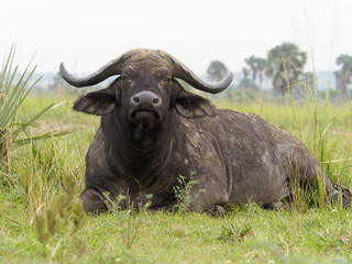 African buffalo, Syncerus caffer