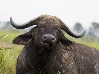 African buffalo, Syncerus caffer
