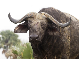 African buffalo, Syncerus caffer