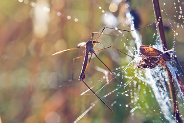 Crane Fly (Mosquito Hawk) on the Spider Web with Dew Drops.