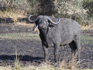 Fototapeta premium African buffalo, Syncerus caffer