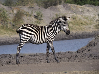 Obraz na płótnie Canvas Burchells zebra, Equus burchelli