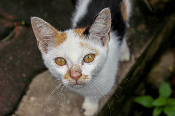 A homeless cat makes eyeballs.