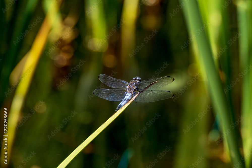 Poster Libelle