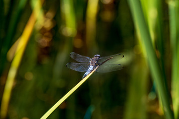 Libelle