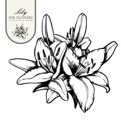 Black ink line style sketch flower. Hand painted Alstroemeria.