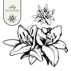 Black ink line style sketch flower. Hand painted Alstroemeria.