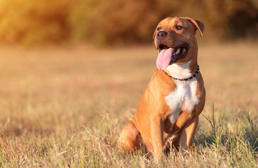 Strong and beautiful American staffordshire terrier portrait - 220254209