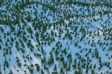 3d rendering, forest and snow