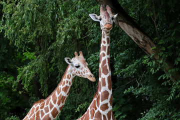 Giraffe