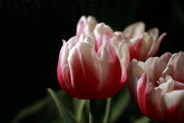 Two-color tulip flower