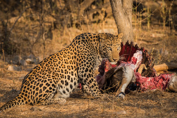 Fototapeta na wymiar A leopard with his hard earned trophy in a beautiful morning light at jhalana forest reserve