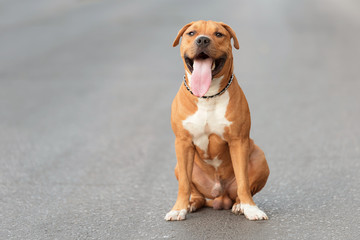 American staffordshire terrier on the asphalt