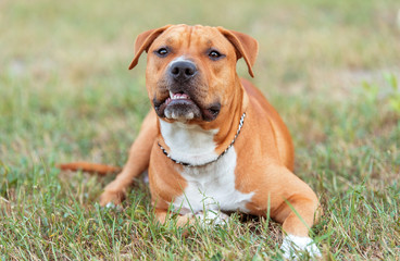 Beautiful American staffordshire terrier relax