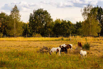 Naklejka premium Group of colored horses on a fenced yellow grass meadow with forest and cloudy sky in the background