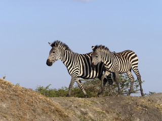 Fototapeta na wymiar Burchells zebra, Equus burchelli