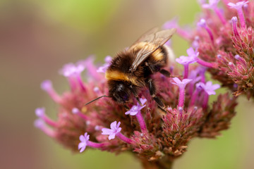 Hummel auf Eisenkraut