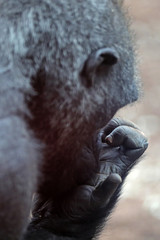 Obraz premium Gorilla