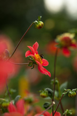 Blossoming single dahlias with a bee