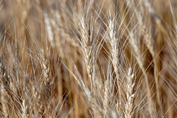 Fototapeta premium wheat has a crop