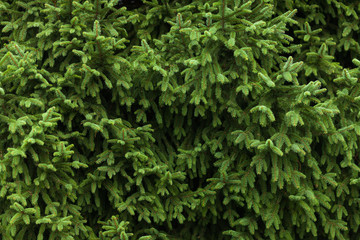 Obraz premium Background of Christmas tree, fir tree branches