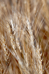 Close up wheat