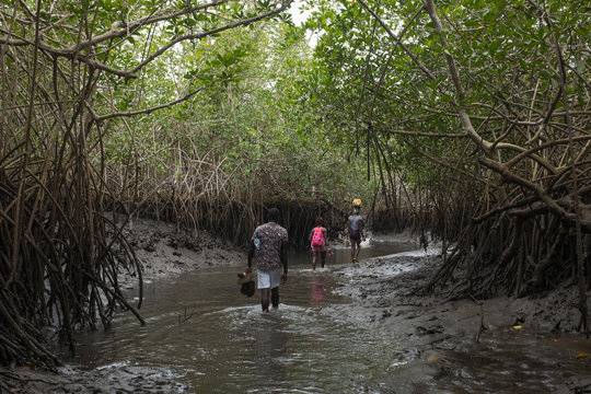 Guineans Wading Through a Mangrove Swamp to a Neighbouring Village