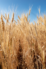 Wheat ready to Harvest