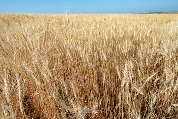 Wheat Field in North Dakota