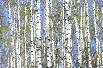 Beautiful birch trees with white birch bark in birch grove with green birch leaves in summer
